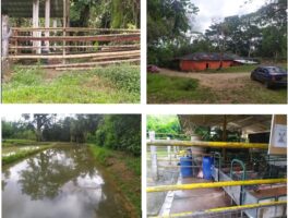 La finca Ceilan arrendada por el SENA Caqueta … en el país de las maravillas