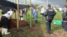 Dificultades en las unidades pecuarias del centro agroindustrial del SENA