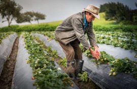 Por qué  razones la ejecución de la formación profesional se convirtió en una disputa entre la dirección de empleo y la dirección de formación para el trabajo