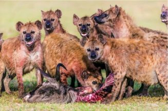 Entre lobismo y emiendas