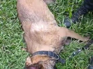 Presunto maltrato y negligencia en manejo de caninos en Antioquia